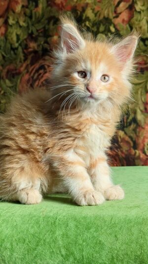 Fortune boy Male Neutered