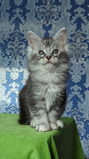 Frigollino Male Neutered