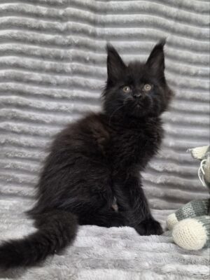 Rocky Male Neutered