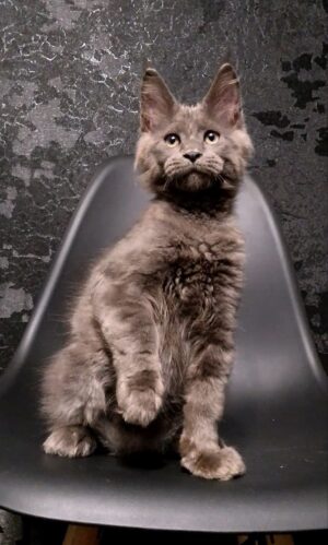 King Male Neutered