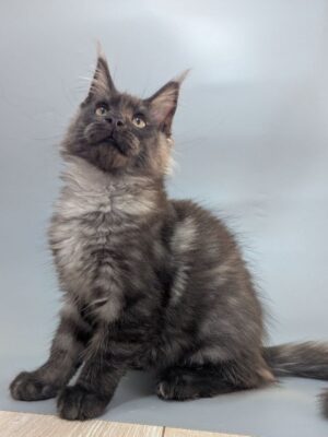 Grey Male Neutered