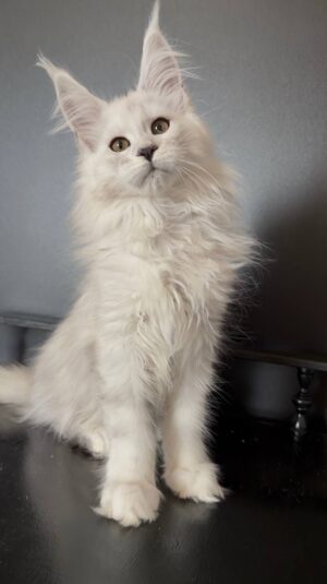 Tryffle Male Neutered