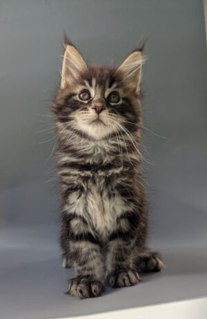 Happy Male Neutered