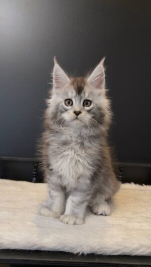 Frol Male Neutered