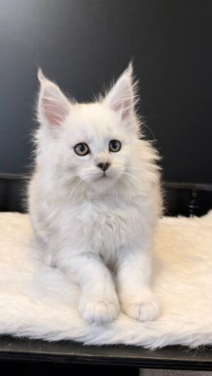Finyk Male Neutered