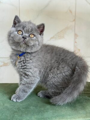 Ferrari Male Neutered