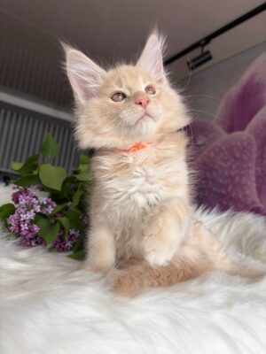 Wonderer Male Neutered