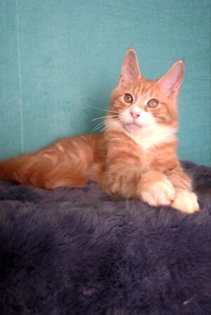 Isaac Male Neutered