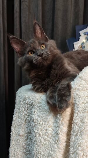 Sapphire Male Neutered