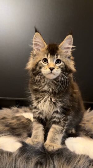 Filip Male Neutered