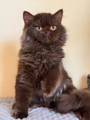 Finik Male Neutered