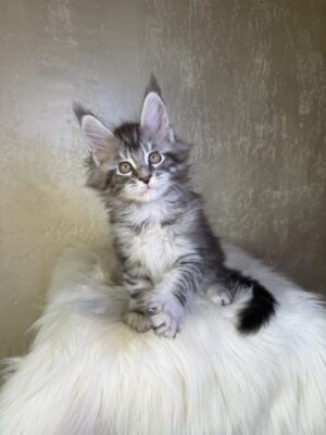 Ugo Male Neutered