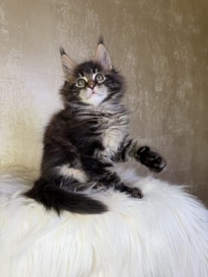 Unix Male Neutered