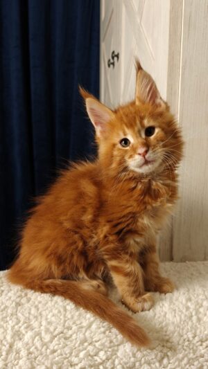 Tamerlan Male Neutered