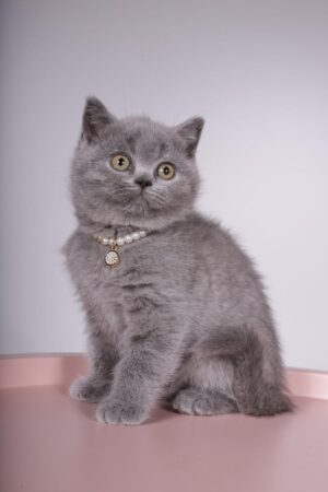 Faina Female Spayed