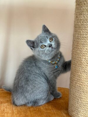 Foster Male Neutered