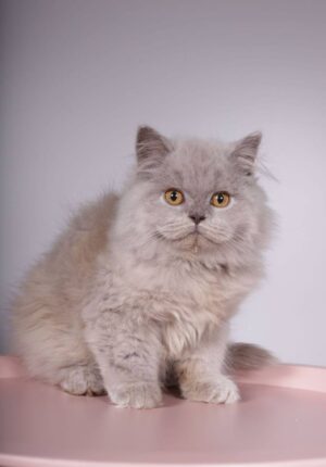 Norman Male Neutered