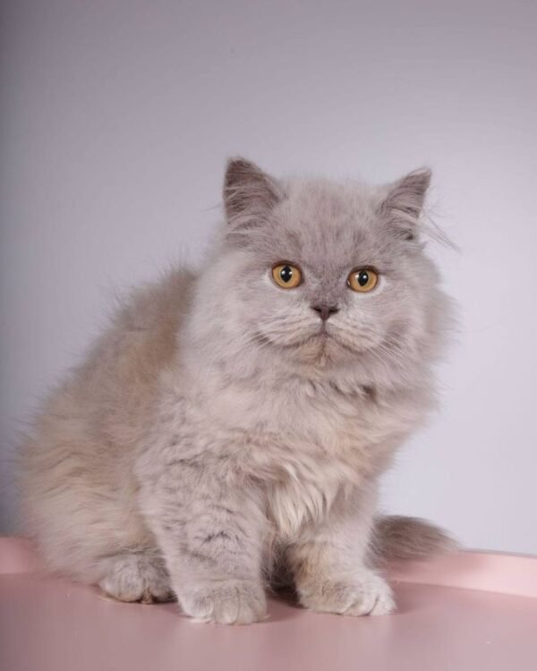 Norman Male Neutered