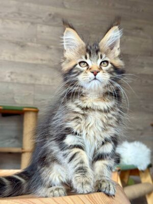 Gella Female Spayed