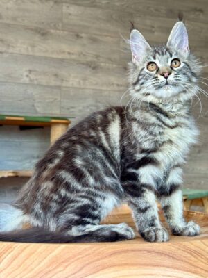 Gulnara Female Spayed