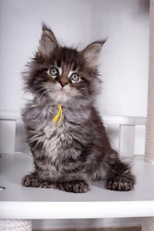 Hermes Male POLY Neutered