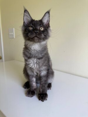 Dixon Male Neutered SOLD