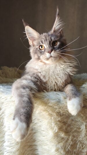 Romeo Male Neutered