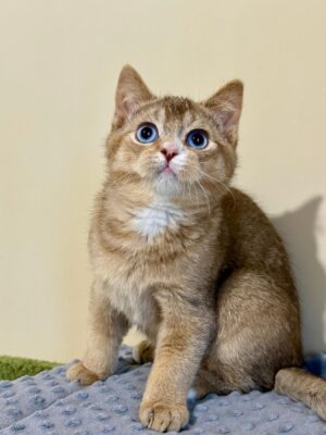 Halif Male BLUE EYES Neutered