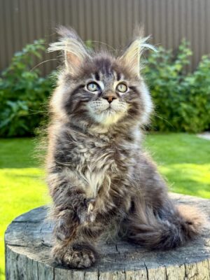 Hermes Male POLY Neutered