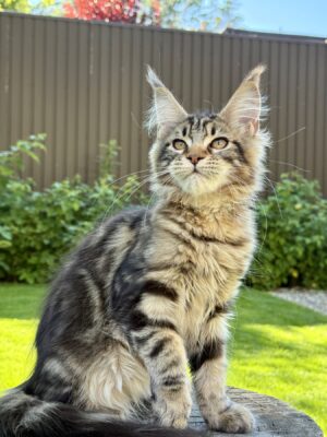 Gella Female Spayed