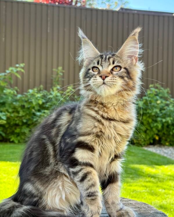 Gella Female Spayed