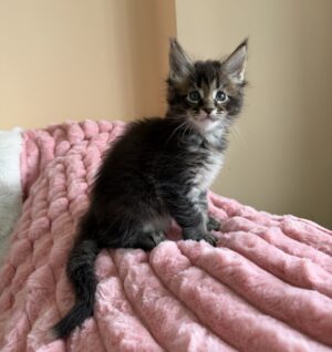 Tom Male Neutered