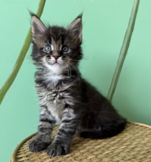 Tik Tok Male Neutered