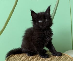 Truffle Male Neutered
