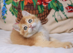 Pluto Male Neutered