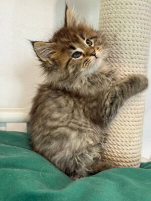 Helen Female Spayed