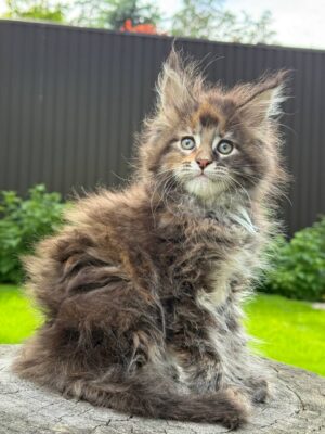 Hermiona Male Neutered