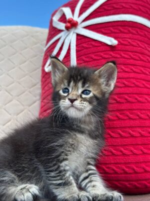 Helios Male Neutered