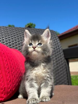 Zarek Male Neutered