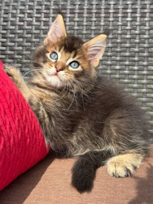 Sander Male Neutered