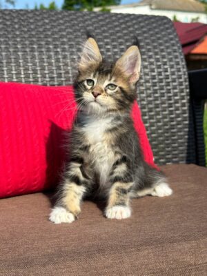 Severin Male Neutered
