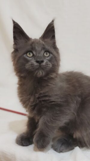 Dorian Male Neutered