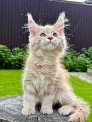 Garry Male Neutered