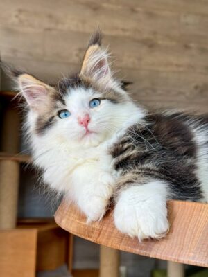 Havana Female POLY BLUE EYES Spayed