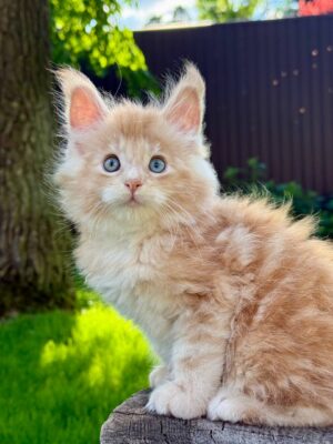 Kaprio Male Neutered