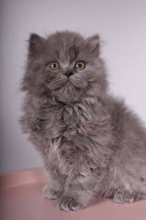 Phoenix Male Neutered