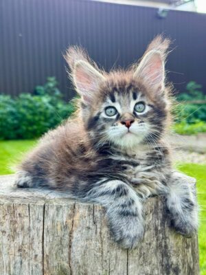 Kody Male Neutered SOLD
