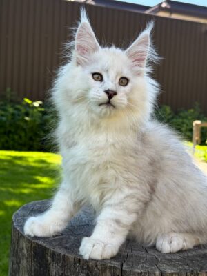 Frost Male Neutered