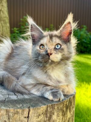Marta Female Spayed