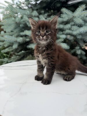 Uruk Male Neutered SOLD